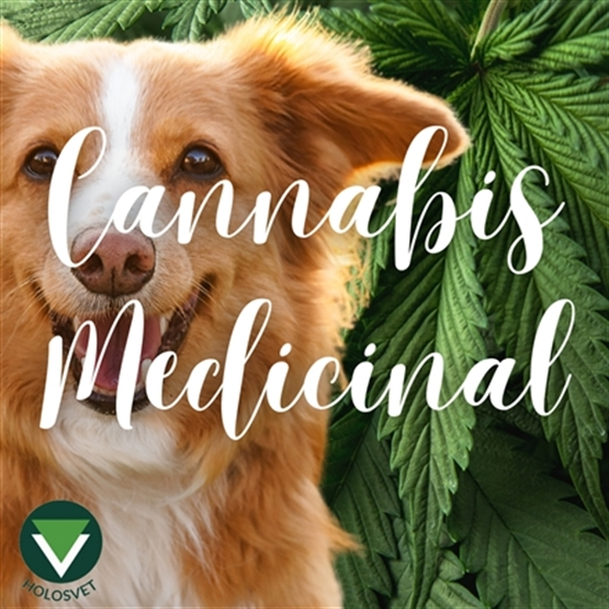 II Curso de Cannabis Medicinal Vet